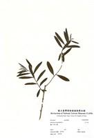 藏品(白千層)的圖片